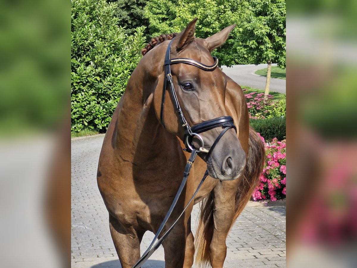 Hannoveraner Wallach 4 Jahre 170 cm Dunkelfuchs in Ostercappeln
