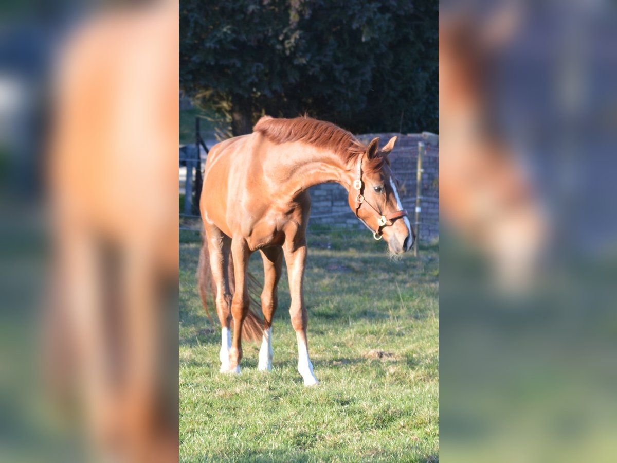 Hannoveraner Wallach 4 Jahre 170 cm Fuchs in Visselhövede