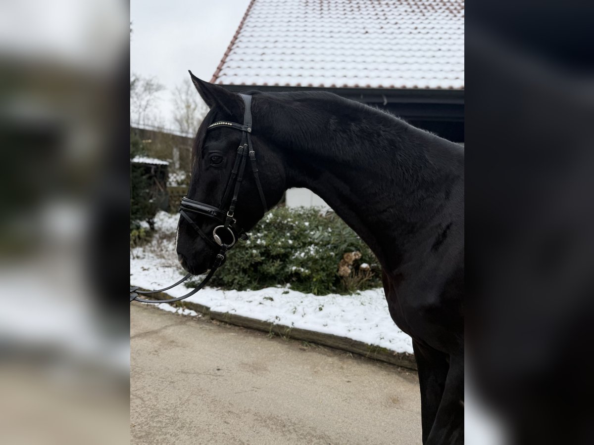 Hannoveraner Wallach 4 Jahre 170 cm Rappe in Braunschweig