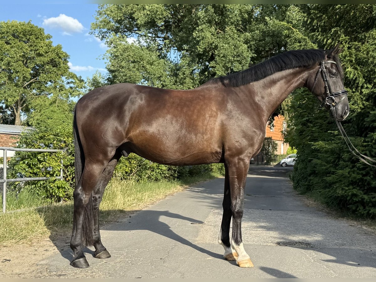 Hannoveraner Wallach 4 Jahre 170 cm Rappe in Braunschweig