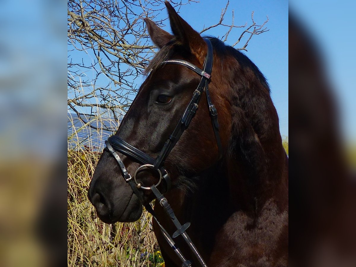 Hannoveraner Wallach 4 Jahre 170 cm Rappe in Ludwigshafen am Rhein