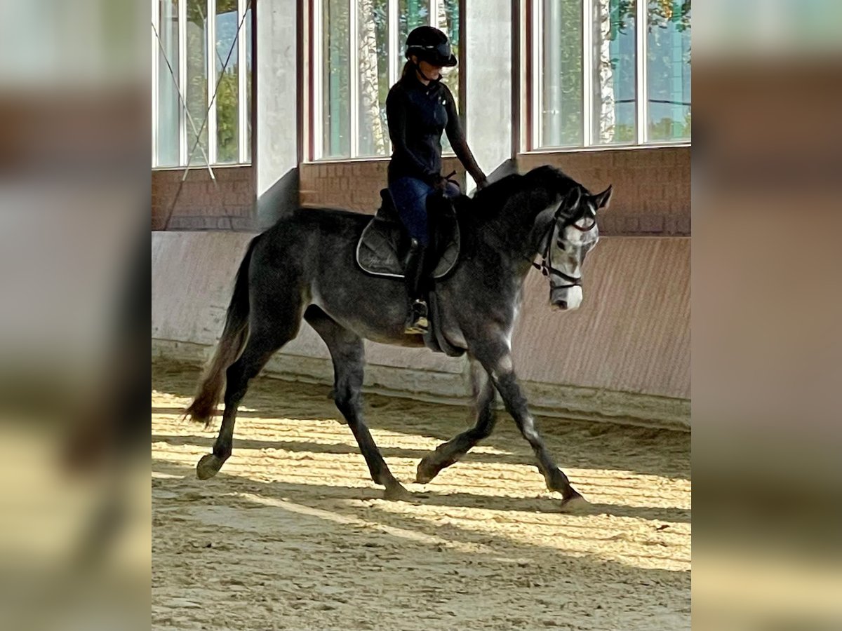 Hannoveraner Wallach 4 Jahre 170 cm Schimmel in Greven