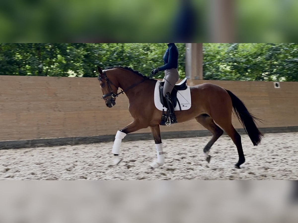 Hannoveraner Wallach 4 Jahre 171 cm Brauner in Windesheim