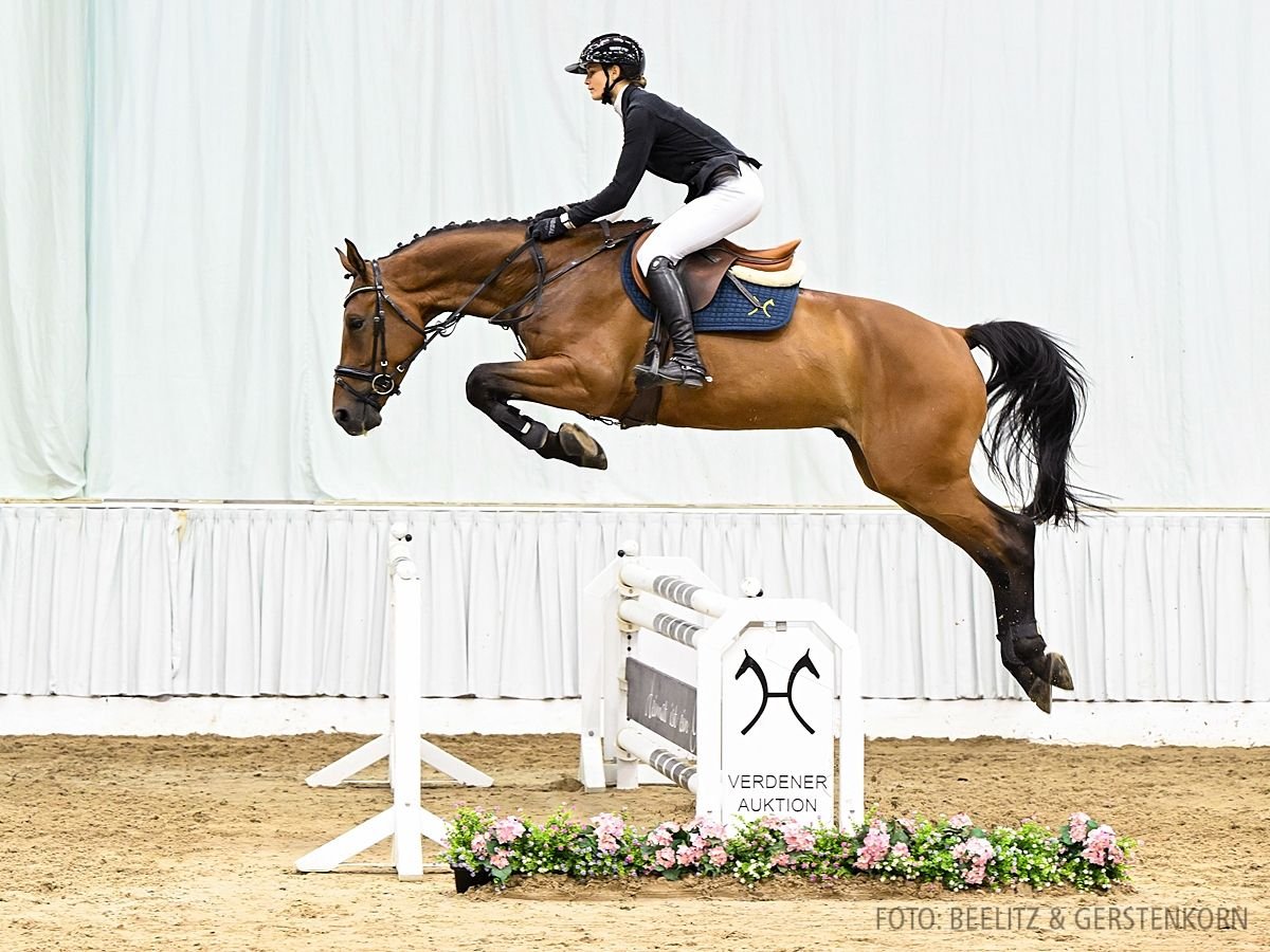 Hannoveraner Wallach 4 Jahre 171 cm Brauner in Verden