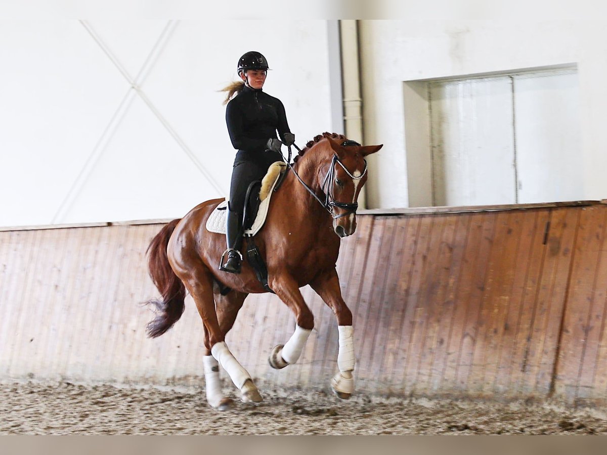 Hannoveraner Wallach 4 Jahre 171 cm Fuchs in Kempen