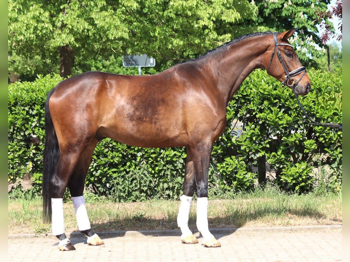 Hannoveraner Wallach 4 Jahre 172 cm Brauner in Selsingen