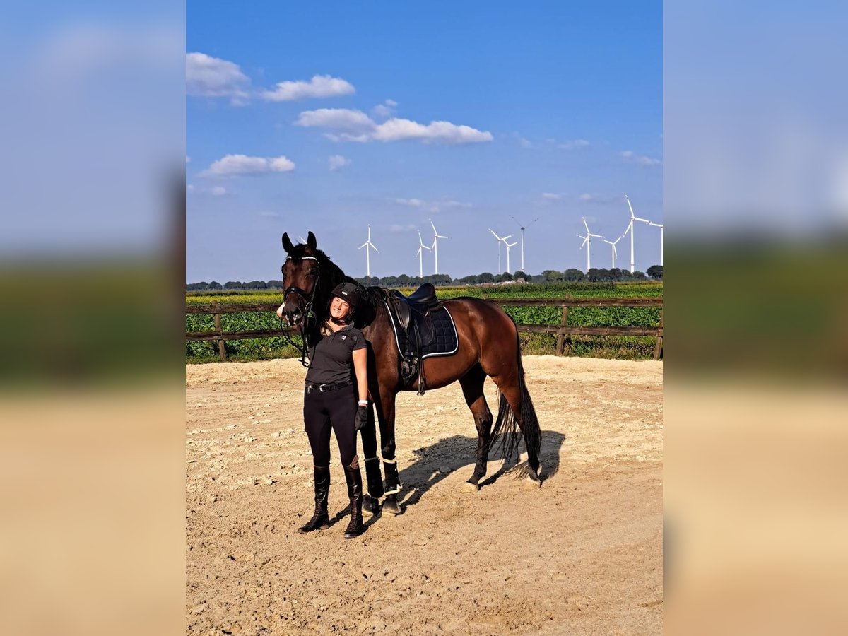 Hannoveraner Wallach 4 Jahre 172 cm Brauner in Twist