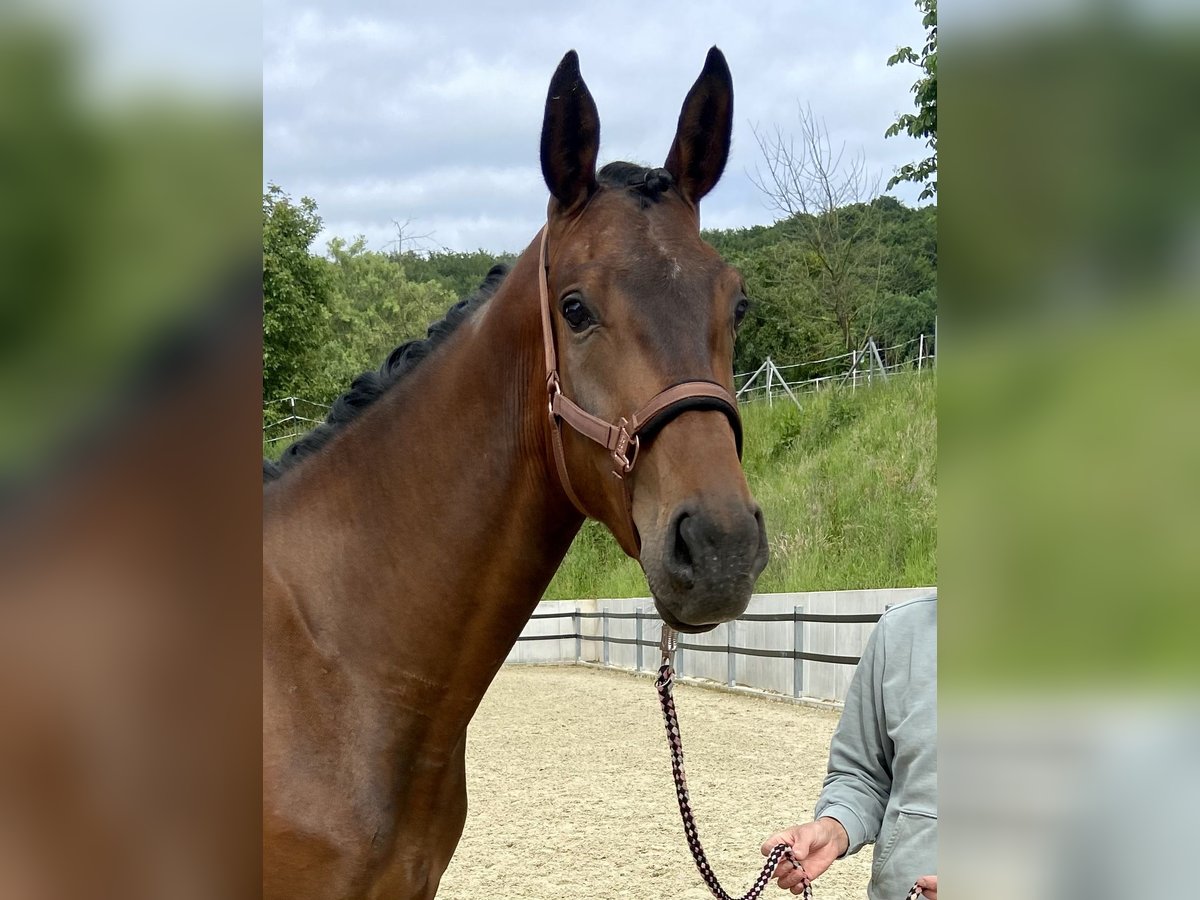 Hannoveraner Wallach 4 Jahre 172 cm Brauner in Emmerthal