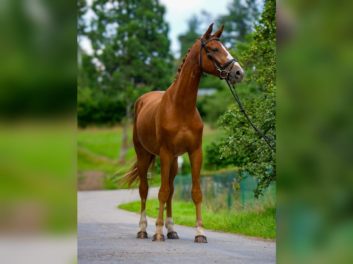 Hannoveraner Wallach 4 Jahre 172 cm Dunkelfuchs in ittre