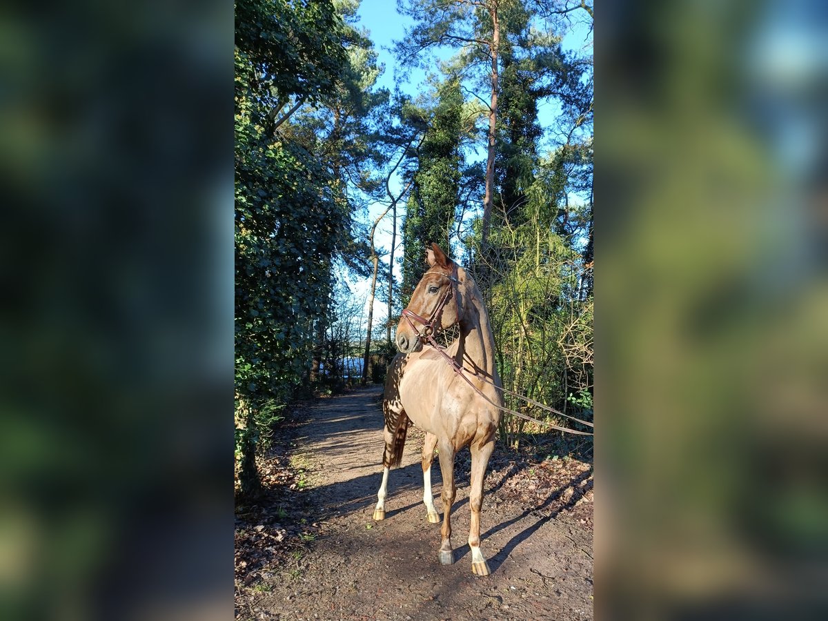 Hannoveraner Wallach 4 Jahre 172 cm Fuchs in Barenburg