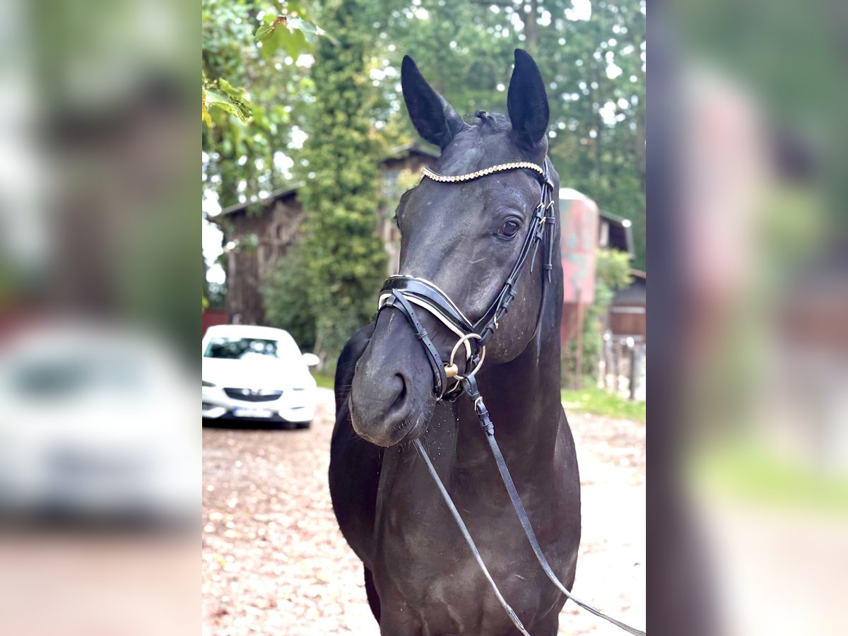 Hannoveraner, Wallach in Kirchlinteln