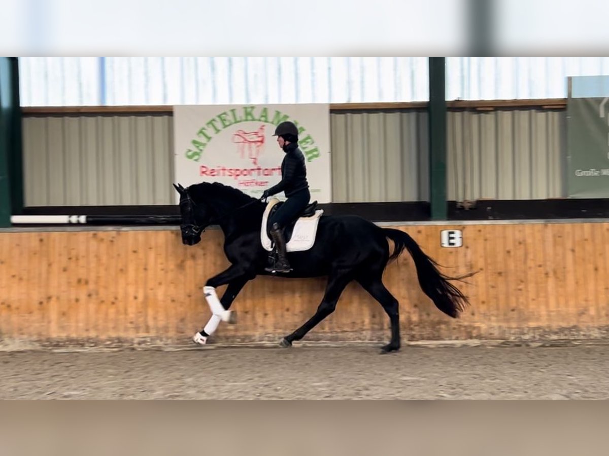 Hannoveraner Wallach 4 Jahre 172 cm Rappe in Wangerland Hohenkirchen