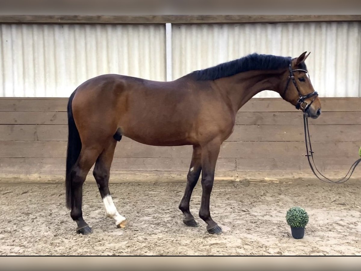 Hannoveraner Wallach 4 Jahre 173 cm Brauner in Hoya