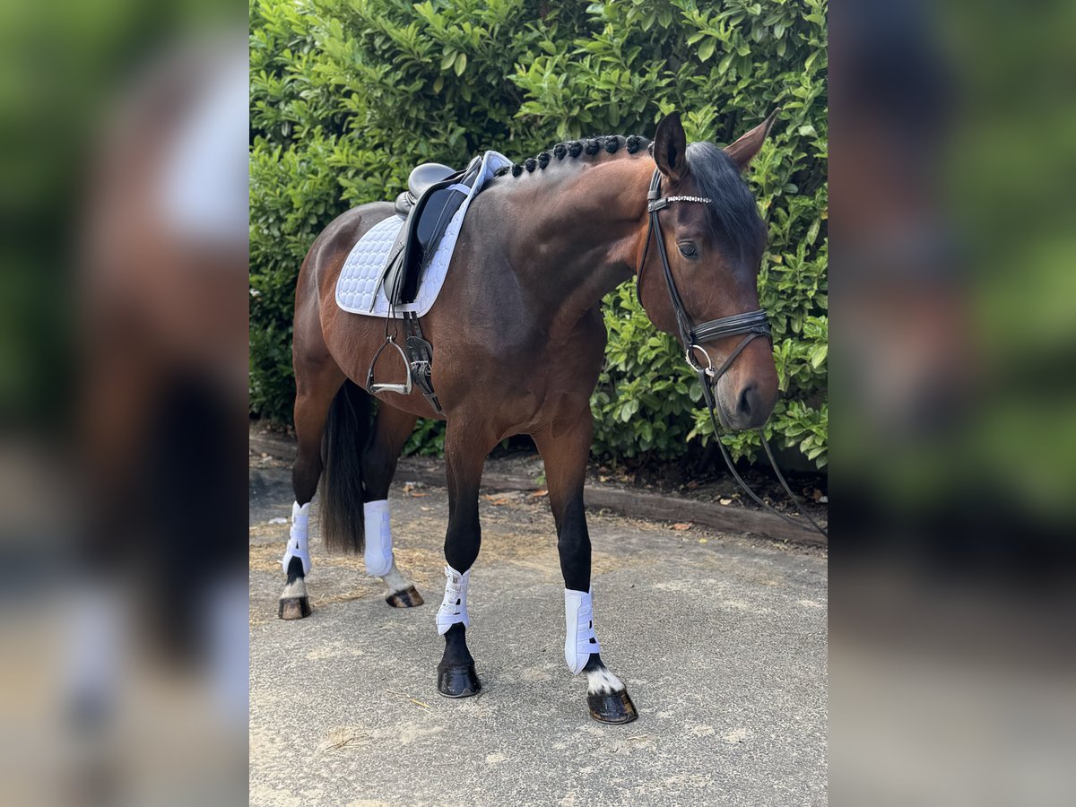 Hannoveraner Wallach 4 Jahre 173 cm Brauner in K&#xF6;ln