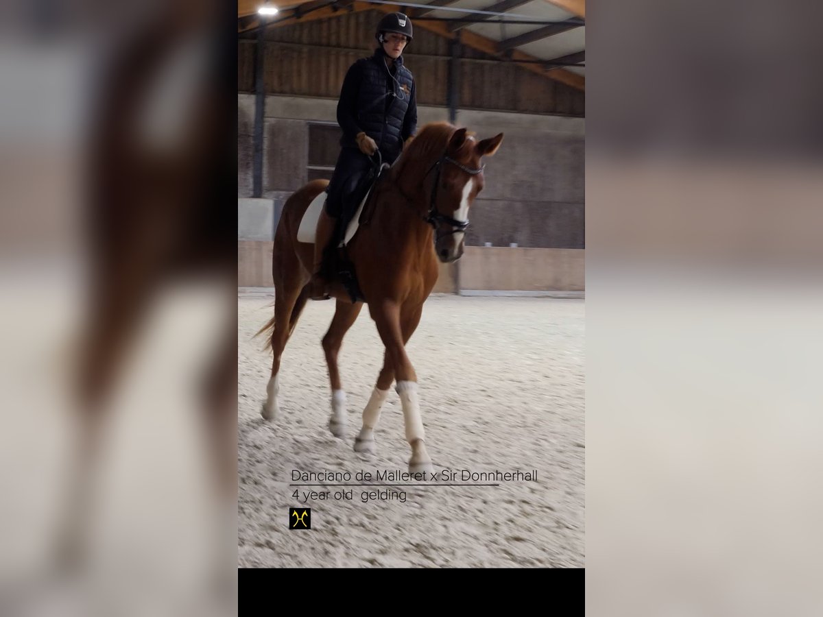 Hannoveraner Wallach 4 Jahre 173 cm Dunkelfuchs in ittre