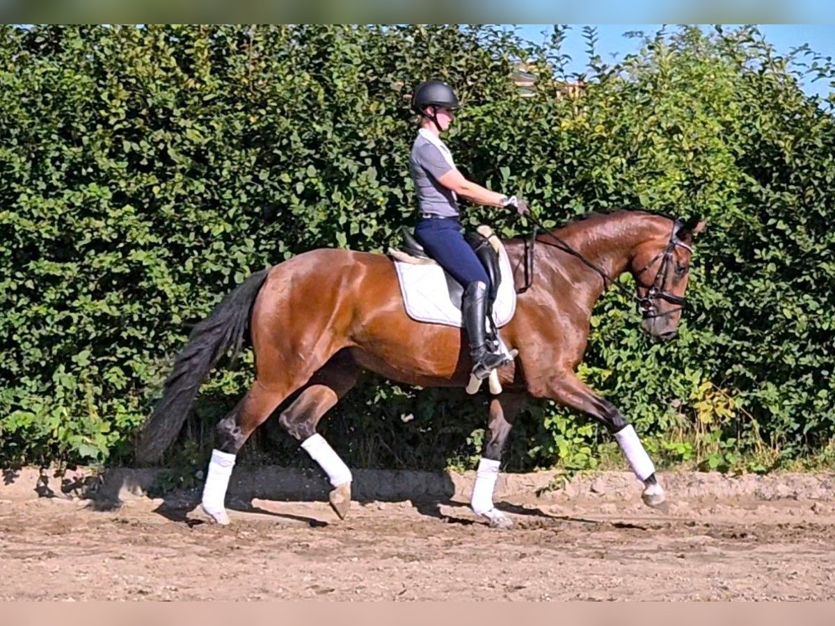 Hannoveraner Wallach 4 Jahre 174 cm Brauner in Scharnebeck