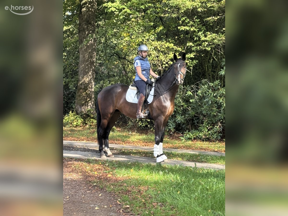 Hannoveraner, Wallach in Borstel