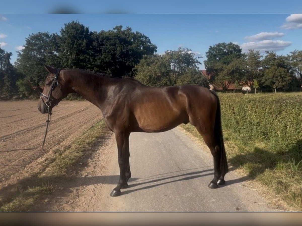 Hannoveraner Wallach 4 Jahre 174 cm Dunkelbrauner in Hasbergen