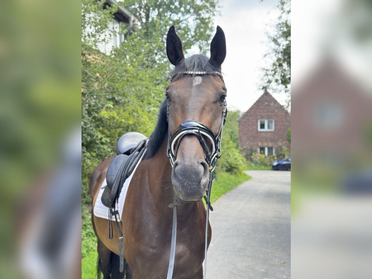 Hannoveraner Wallach 4 Jahre 175 cm in Rommerskirchen