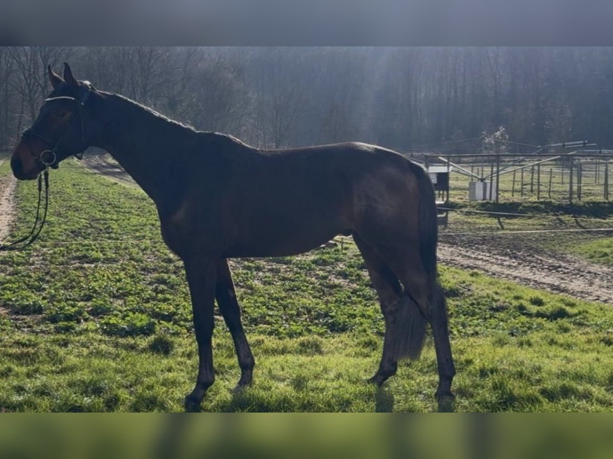 Hannoveraner Wallach 4 Jahre 175 cm Dunkelbrauner in Hasbergen Hannoveraner Wallach 4 Jahre 175 cm Dunkelbrauner in Hasbergen
