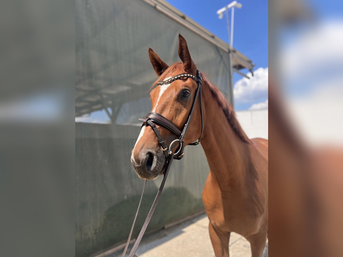 Hannoveraner Wallach 4 Jahre 175 cm Fuchs in Braunsbedra