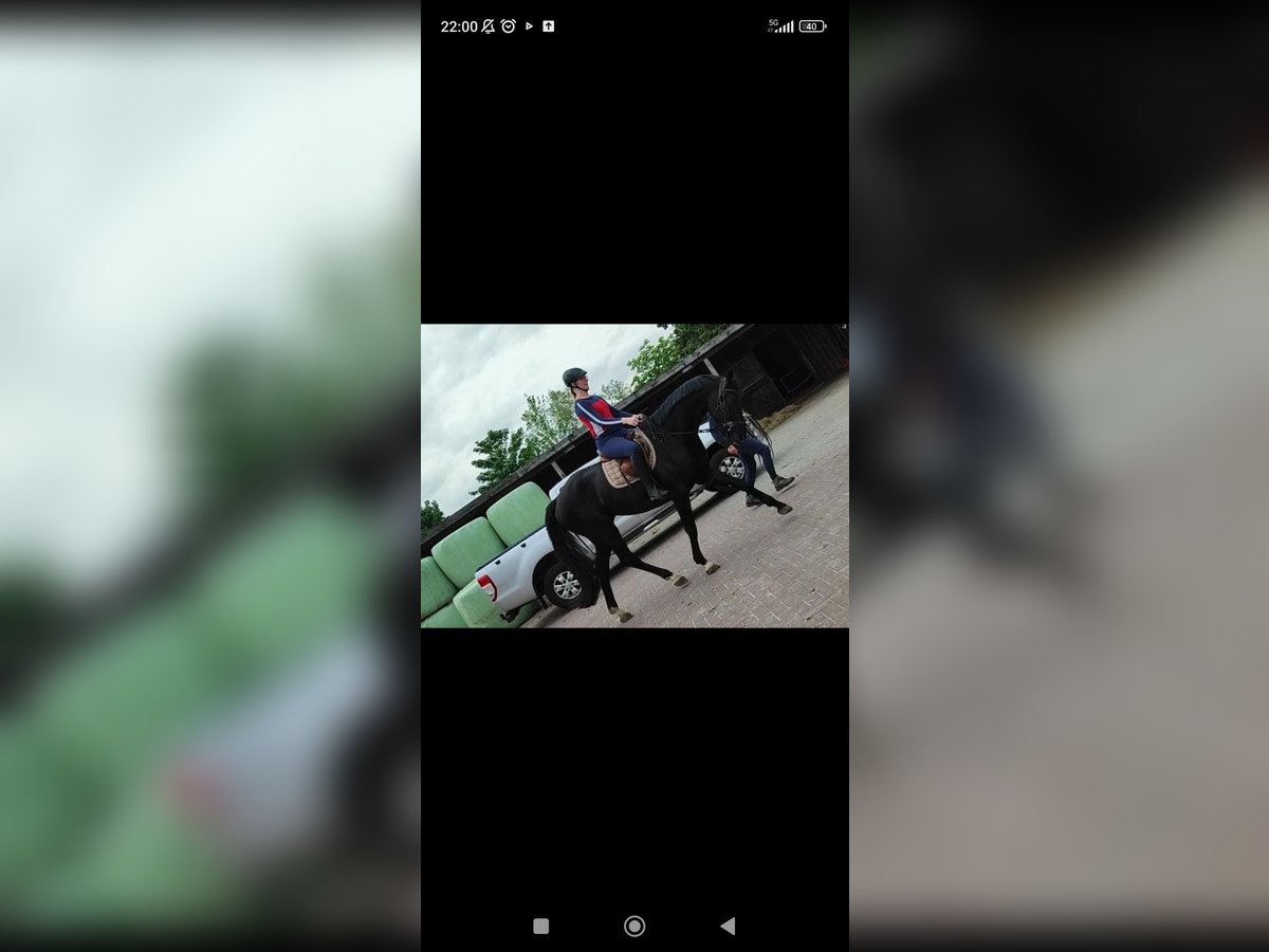 Hannoveraner Wallach 4 Jahre 175 cm Rappe in Leezdorf Hannoveraner Wallach 4 Jahre 175 cm Rappe in Leezdorf