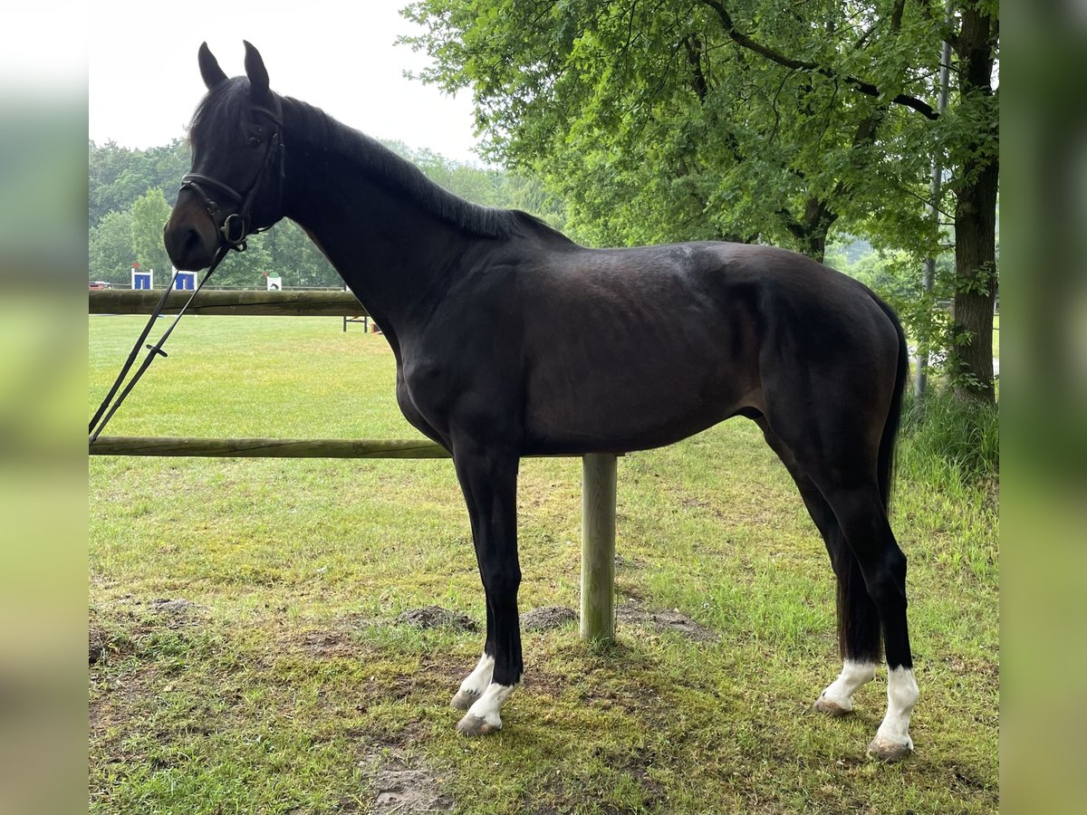 Hannoveraner Wallach 4 Jahre 176 cm Schwarzbrauner in Lahr/SchwarzwaldLahr