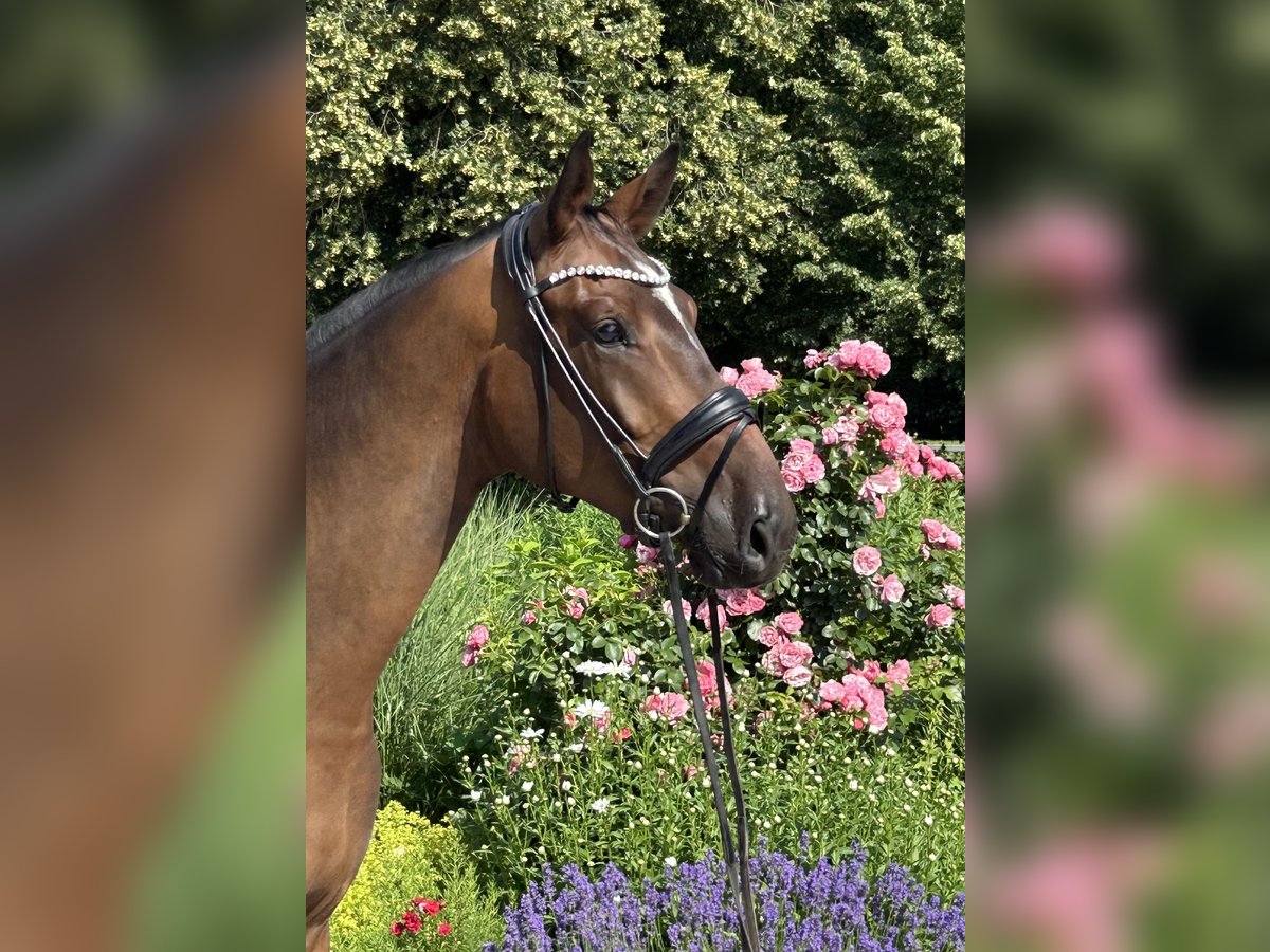 Hannoveraner Wallach 4 Jahre 177 cm Dunkelbrauner in Mohrkirch