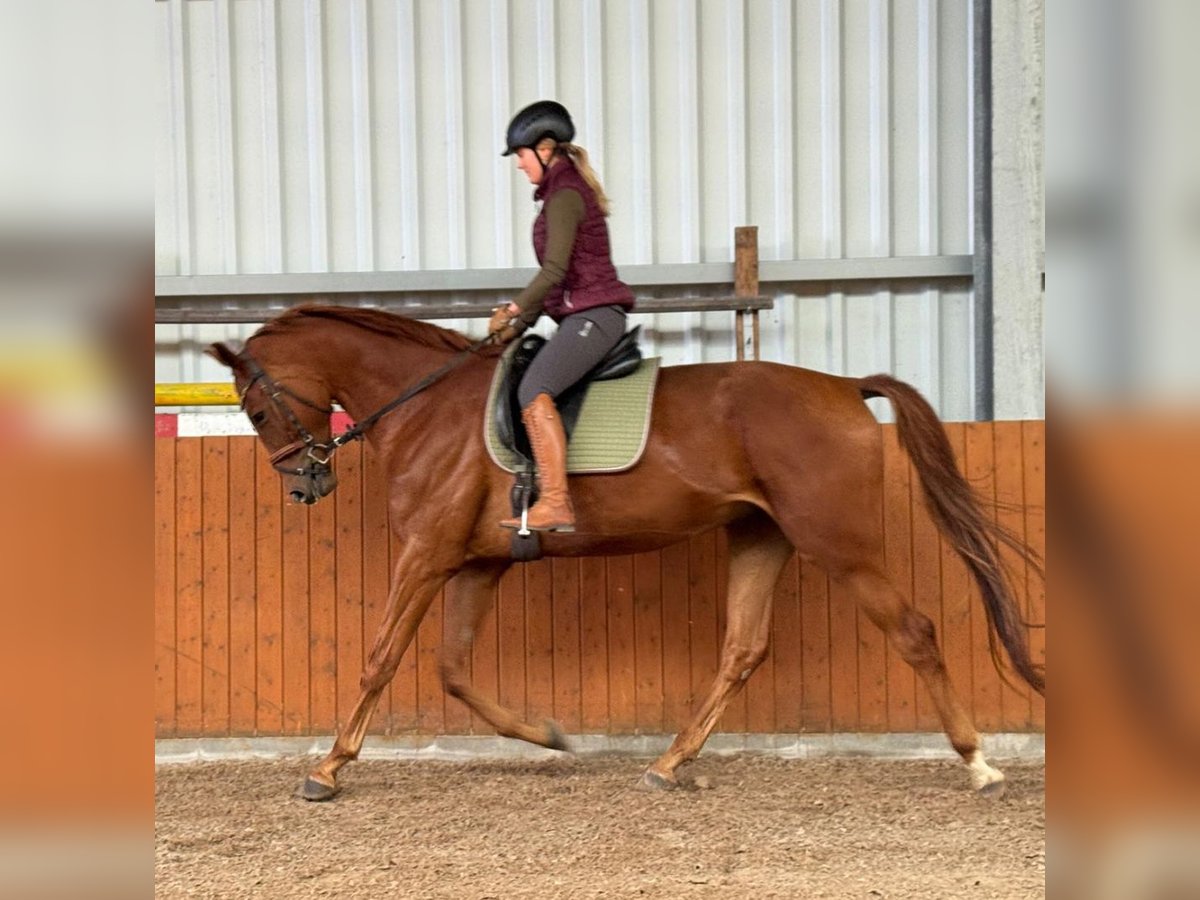 Hannoveraner Wallach 4 Jahre 177 cm Fuchs in Ihlow
