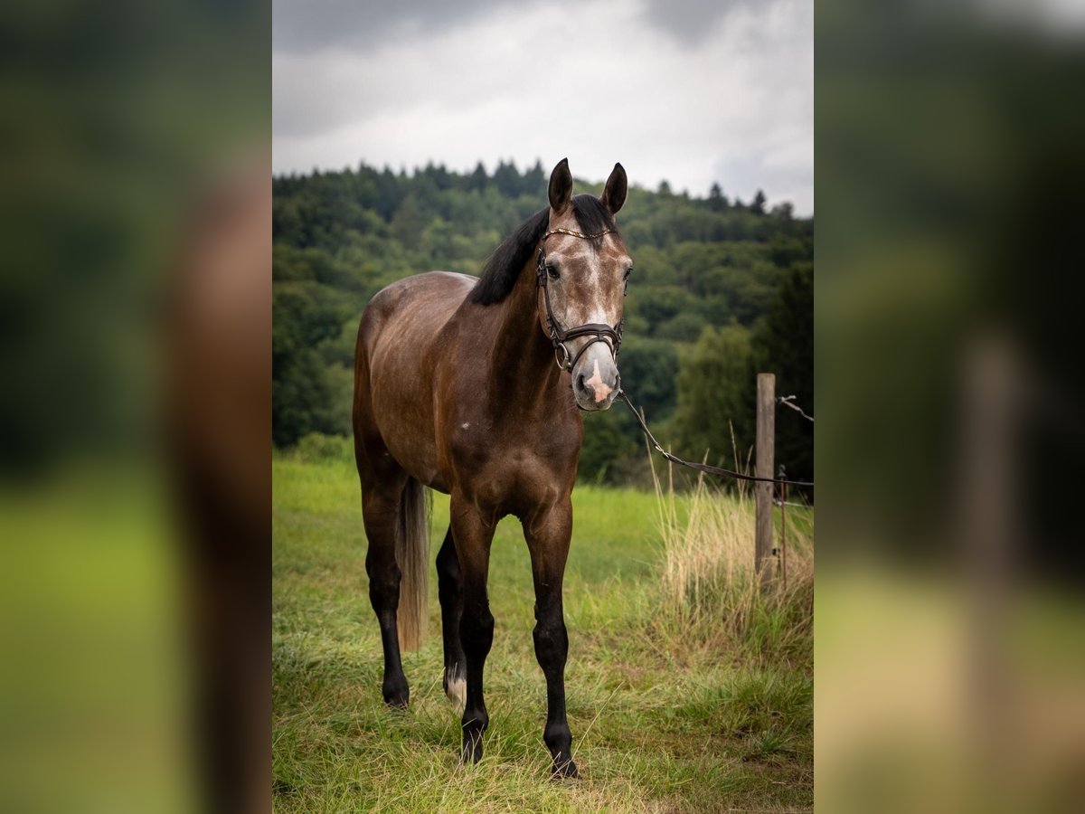 Hannoveraner Wallach 4 Jahre 177 cm Schimmel in Lautertal