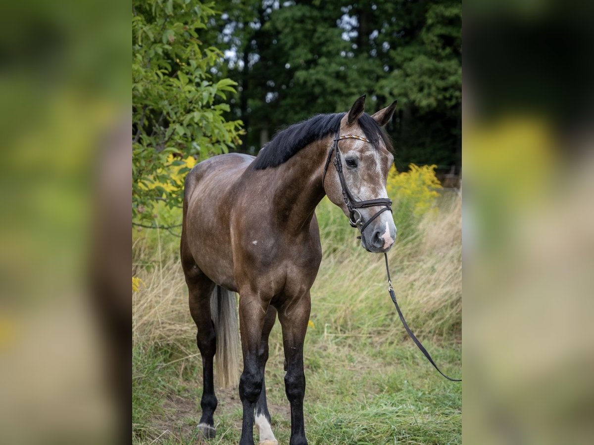 Hannoveraner Wallach 4 Jahre 177 cm Schimmel in Modautal
