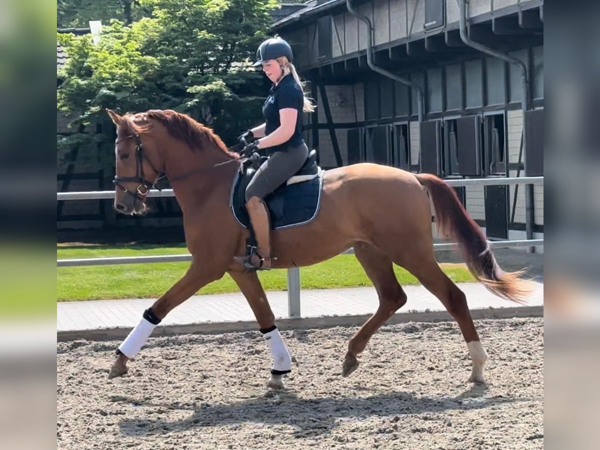 Hannoveraner Wallach 4 Jahre 178 cm Fuchs in Kevelaer