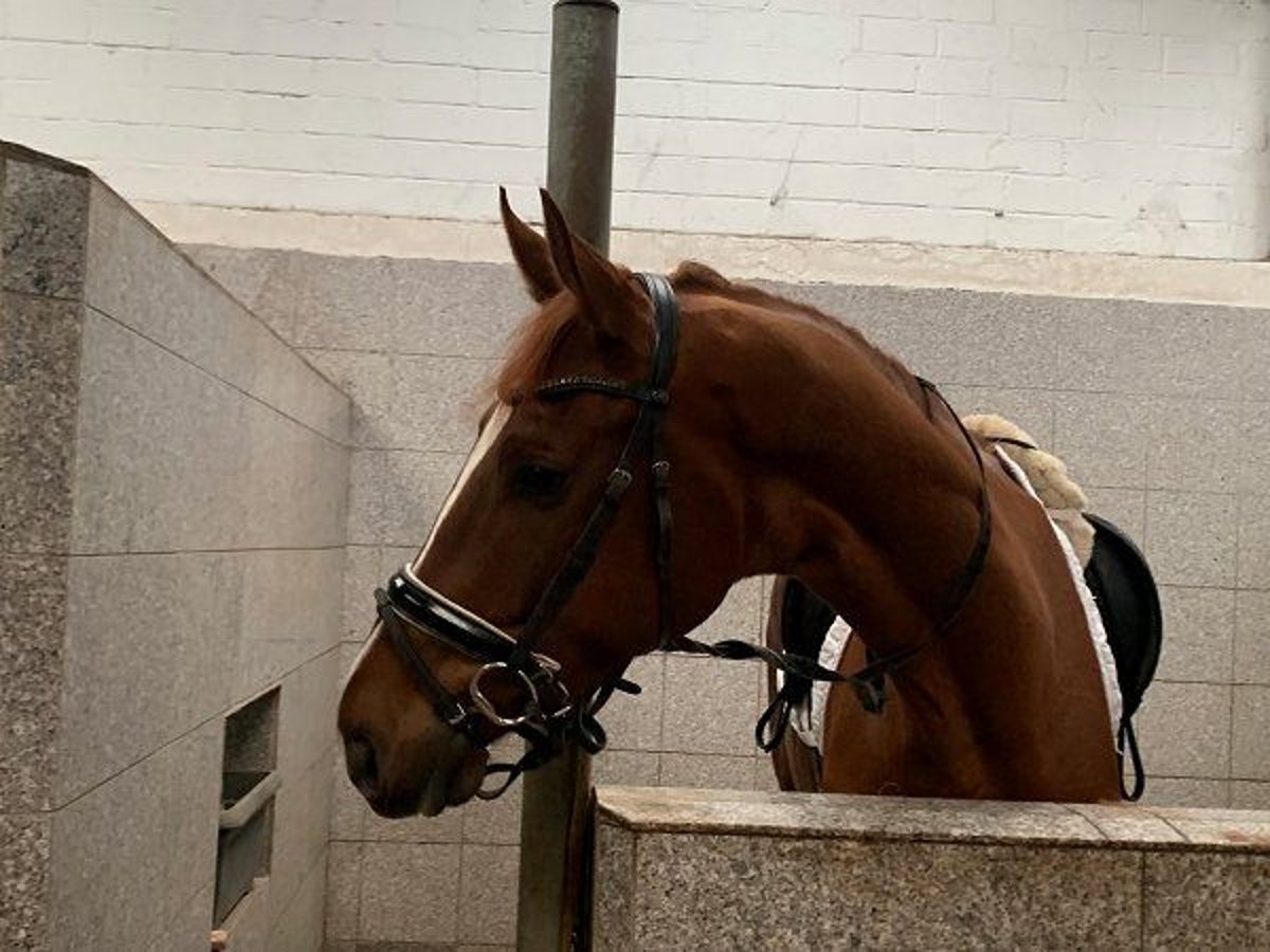 Hannoveraner Wallach 4 Jahre 178 cm Fuchs in Verden (Aller)