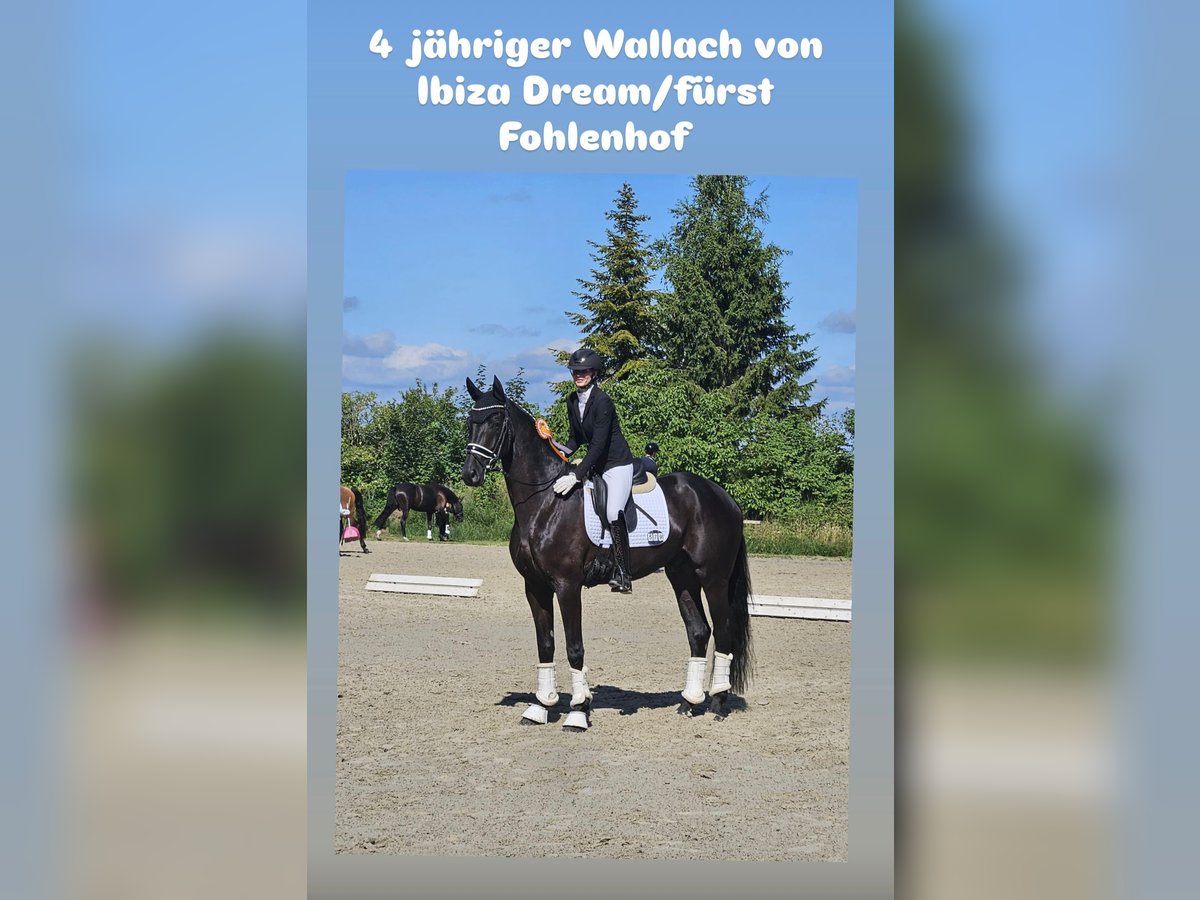Hannoveraner Wallach 4 Jahre Rappe in Kirchlinteln