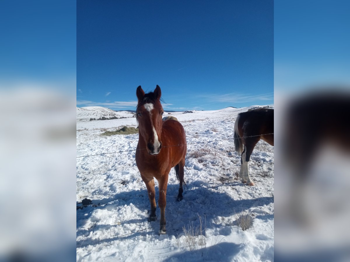 Hannoveraner Mix Wallach 4 Jahre Rotbrauner in Westcliffe