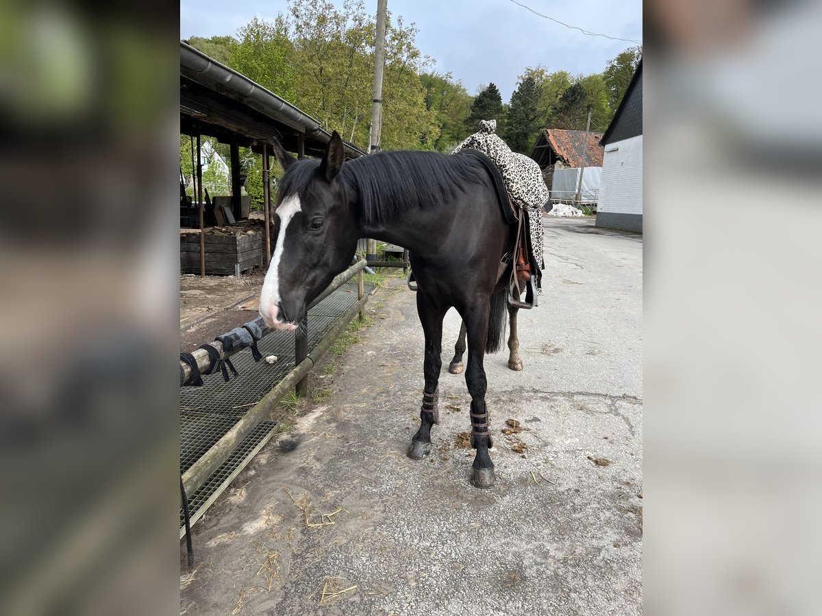 Hannoveraner Mix Wallach 5 Jahre 158 cm Schwarzbrauner in Essen