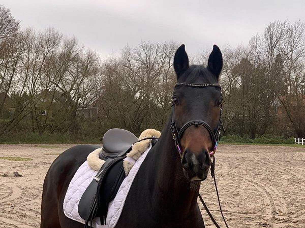 Hannoveraner Wallach 5 Jahre 162 cm Dunkelbrauner in Verden (Aller)