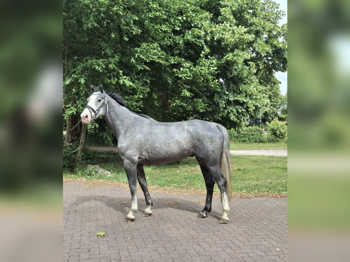 Hannoveraner Wallach 5 Jahre 162 cm Schimmel in Sulingen