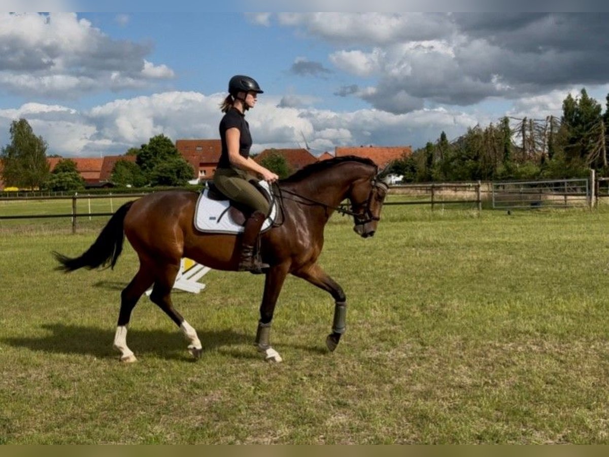 Hannoveraner Wallach 5 Jahre 163 cm Dunkelbrauner in Riede