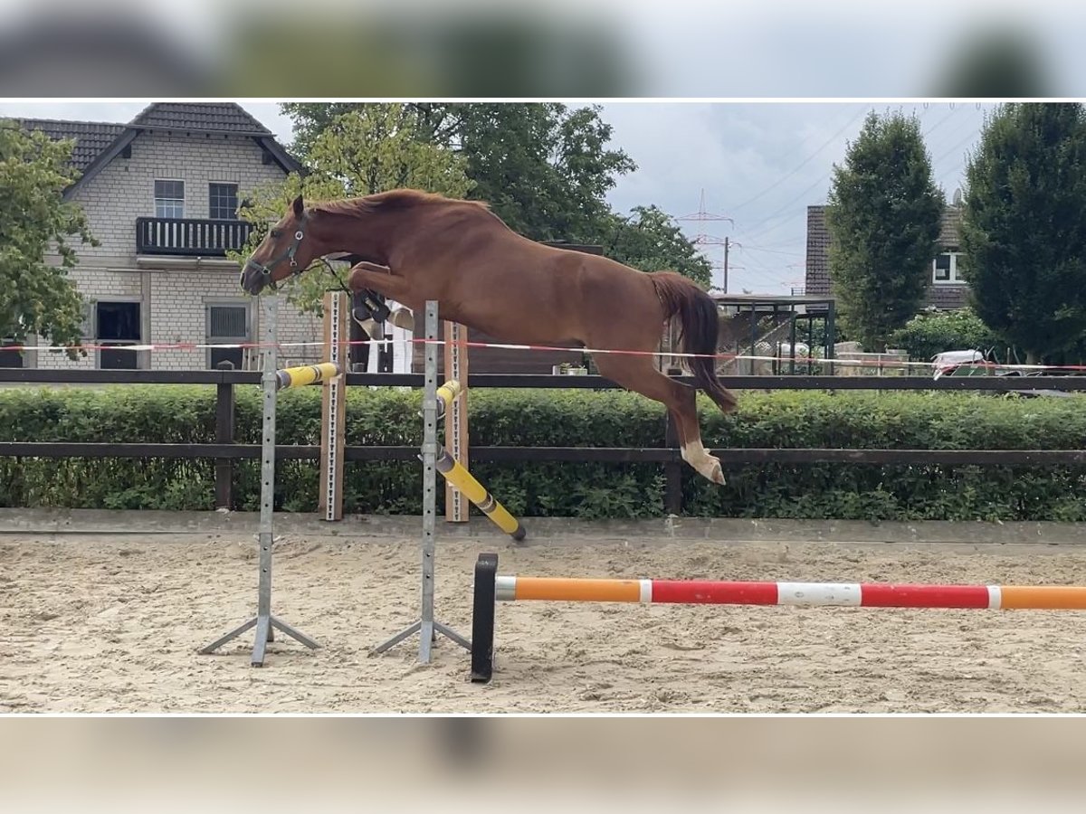 Hannoveraner Wallach 5 Jahre 163 cm Fuchs in RatingenRatingen