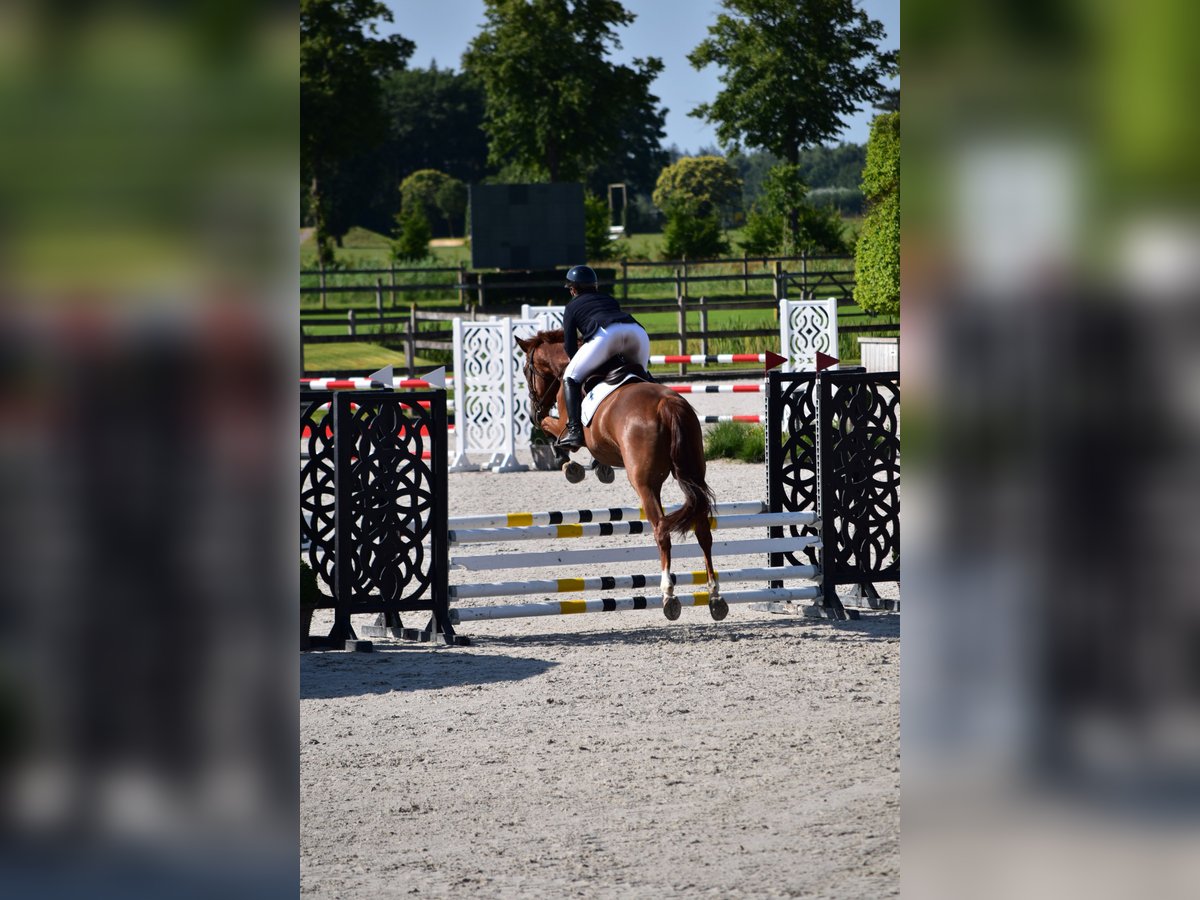 Hannoveraner Wallach 5 Jahre 163 cm Fuchs in RatingenRatingen