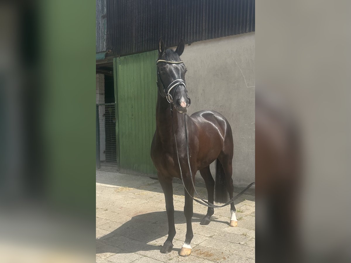 Hannoveraner Wallach 5 Jahre 163 cm Rappe in Neuhaus an der Oste