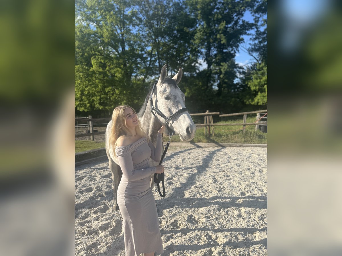 Hannoveraner Wallach 5 Jahre 164 cm Apfelschimmel in Weyhausen