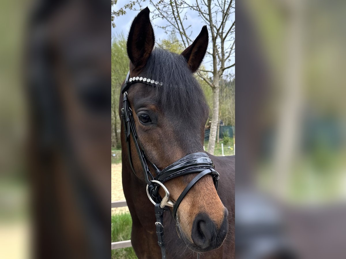 Hannoveraner Wallach 5 Jahre 164 cm Brauner in Murrhardt