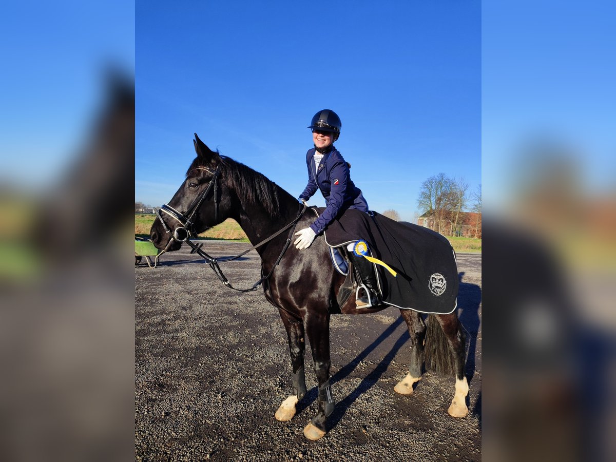 Hannoveraner Wallach 5 Jahre 164 cm Rappe in D&#xF6;rpen