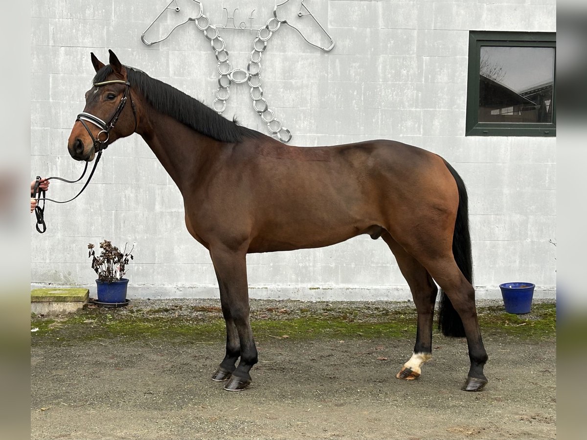 Hannoveraner Wallach 5 Jahre 165 cm Brauner in Neuhaus an der Oste