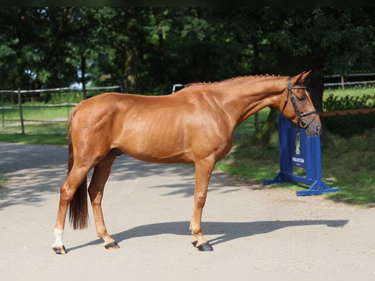 Hannoveraner Wallach 5 Jahre 165 cm Brauner in Diepholz