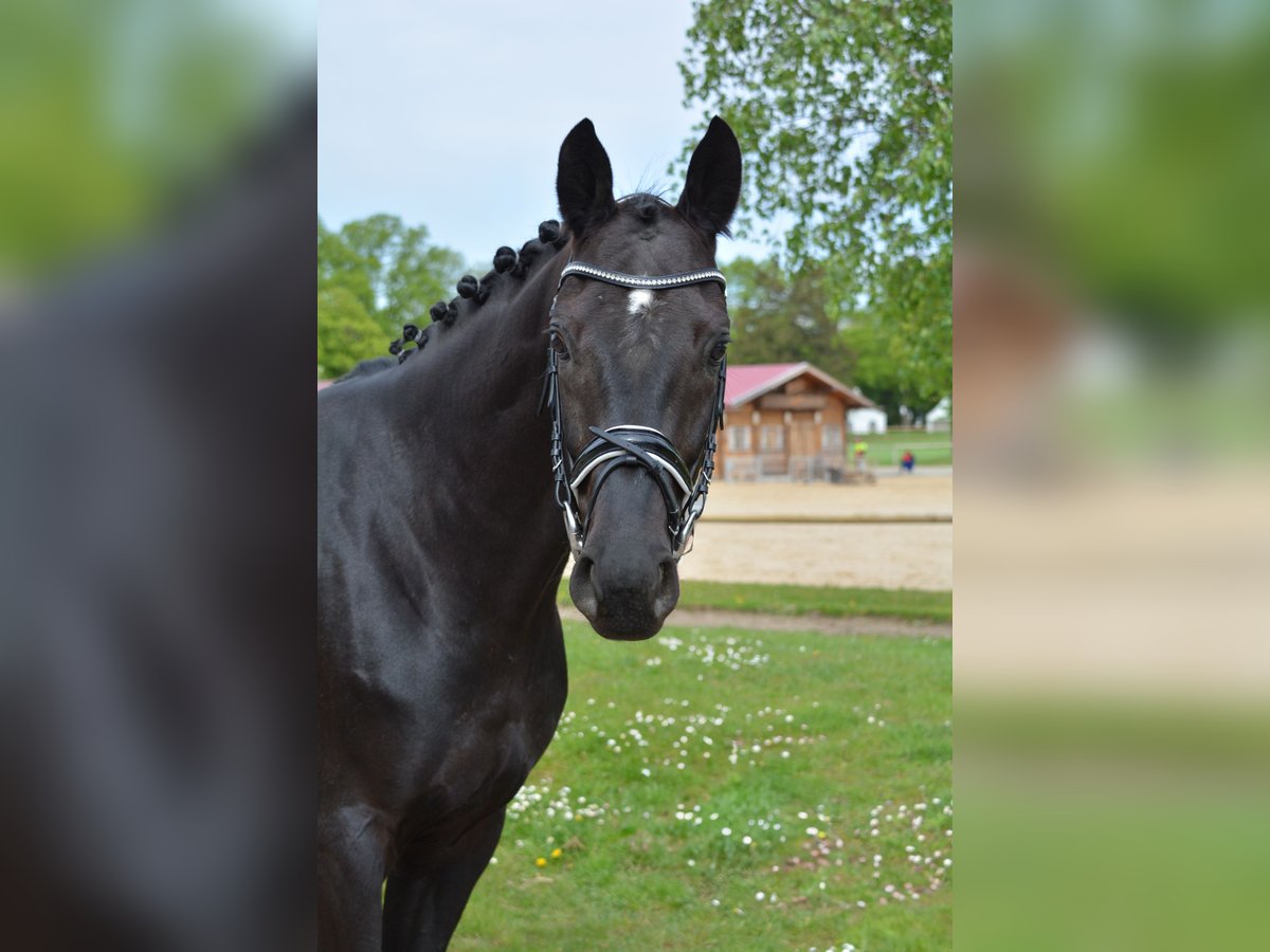 Hannoveraner Wallach 5 Jahre 165 cm Rappe in Weil