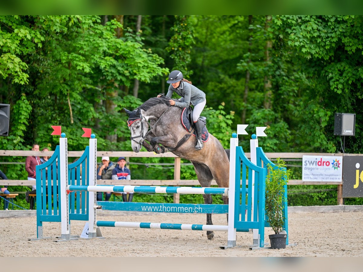 Hannoveraner Wallach 5 Jahre 165 cm Schimmel in Montlingen