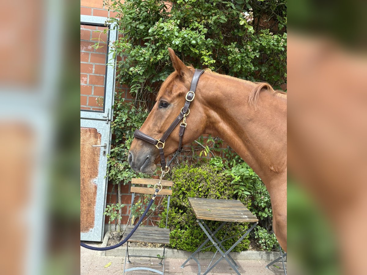 Hannoveraner Wallach 5 Jahre 166 cm Fuchs in Verden (Aller)
